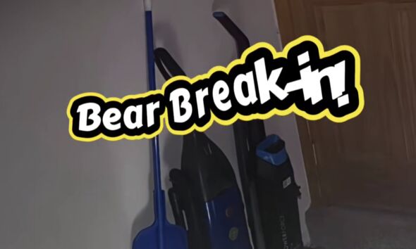 Colorado ‘Burglars’ Turn Out To Be Bear Cubs Swiping Pet Food