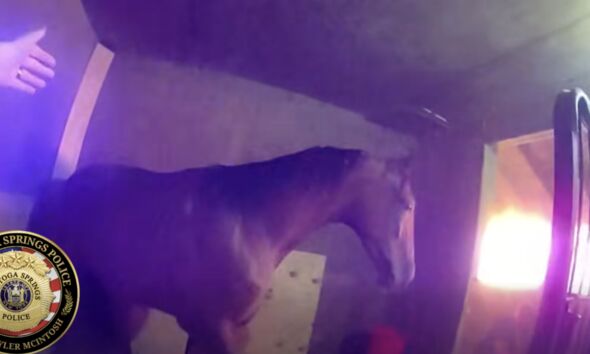 Video Shows Officers Rescuing Horses From Barn Fire That Killed 17 Others