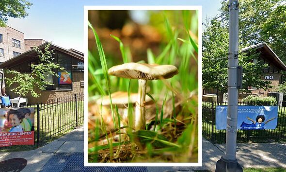 Tween Campers ‘Looked Like Zombies’ After Accidentally Eating Mushroom-Laced Chocolates